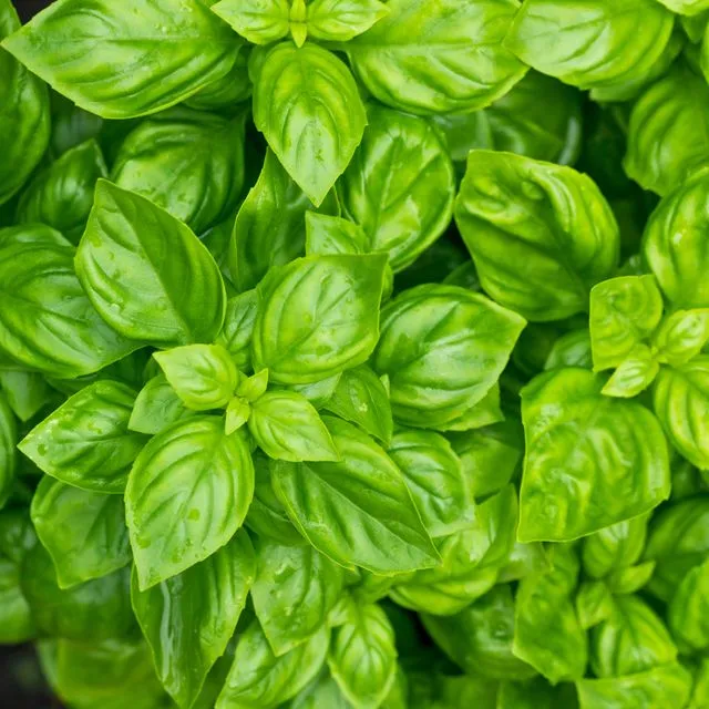 thumbnail for publication: Florida Plant Disease Management Guide: Sweet Basil